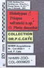Etikett zu Melanotus yunnanus (Platia, 2013)